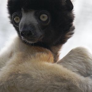 Crowned sifaka