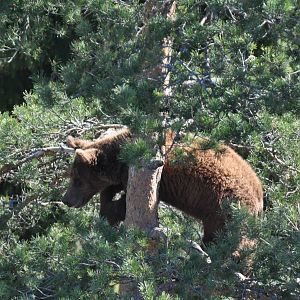 Bear cub in tree - Safari