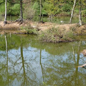 New Capybara enclosure