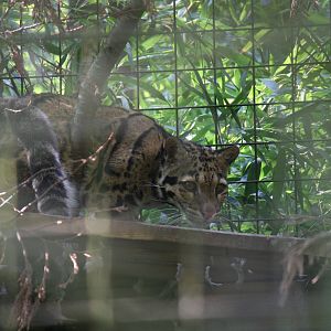 Clouded leopard