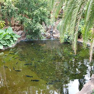 Pacu - Katandra Treetops