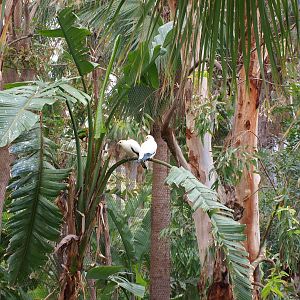 Pied Imperial Pigeon - Katandra Treetops