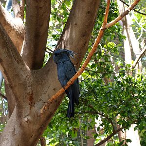 Palm Cockatoo - Katandra Treetops