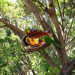 Lorikeets - Katandra Treetops