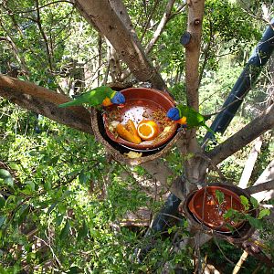Lorikeets - Katandra Treetops
