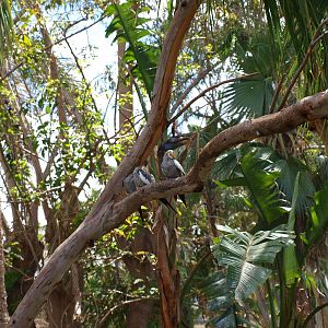 Cockatiels - Katandra Treetops