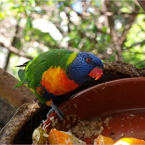 Lorikeet - Katandra Treetops