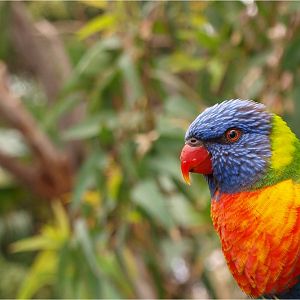 Lorikeet - Katandra Treetops