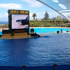 Skyla - Orca Ocean