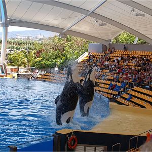 Keto & Tekoa - Orca Ocean