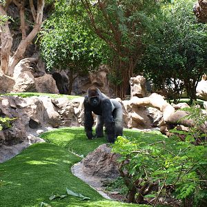 Western Lowland Gorilla - Loro Parque