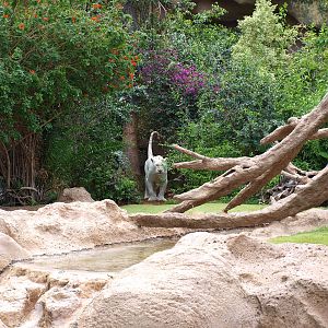 Prince - Tiger Island