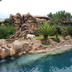 Prince - Tiger Island