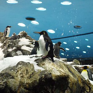 Rockhopper Penguin - Planet Penguin