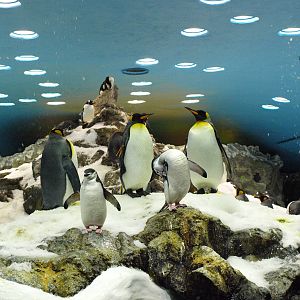 King and Chinstrap Penguins - Planet Penguin