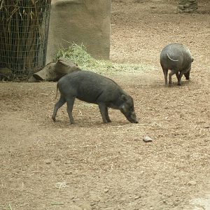 2005-visayan warty pig