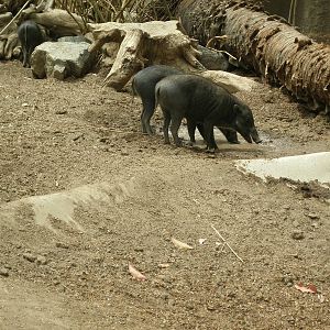 2005-visayan warty pig
