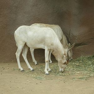 2005 -addax