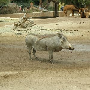 2005-warthog and sable antelope
