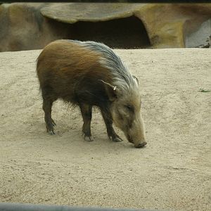 2005-bush pig(i think)