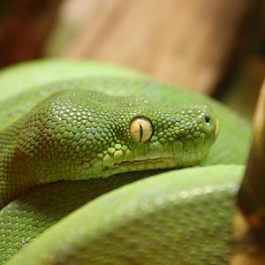 Green TRee Python @ Port Lympne; 01.05.2011