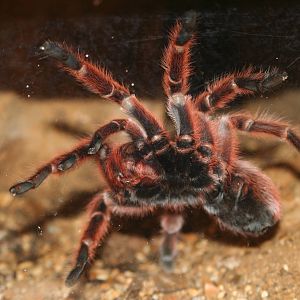 Chilean Rose Tarantula @ Port Lympne; 01.05.2011