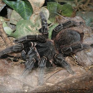 Salmon Pink (?) Tarantula @ Port Lympne; 01.05.2011