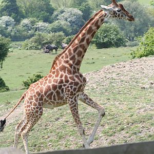 Giraffe @ Port Lympne; 01.05.2011