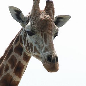 Giraffe @ Port Lympne; 01.05.2011