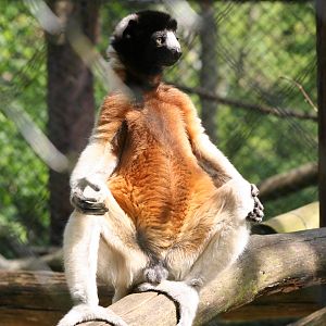 Crowned Sifaka @ Port Lympne; 01.05.2011