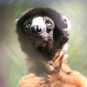 Crowned Sifaka @ Port Lympne; 01.05.2011