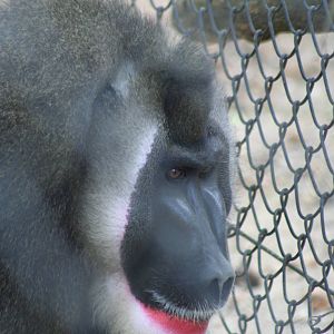Male Drill @ Port Lympne; 01.05.2011