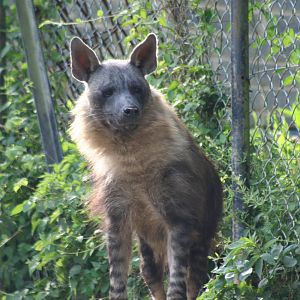 Brown Hyena @ Port Lympne; 01.05.2011