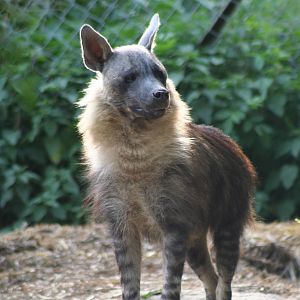 Brown Hyena @ Port Lympne; 01.05.2011