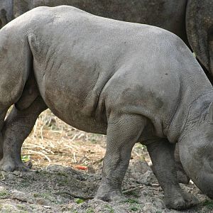 Black Rhino calf @ Port Lympne; 01.05.2011