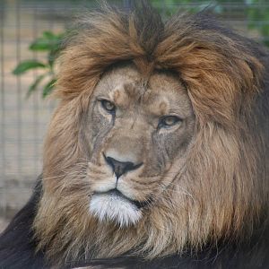 Barbary Lion @ Port Lympne; 01.05.2011