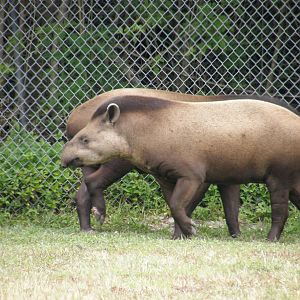 2008-brazilian tapir(i think)