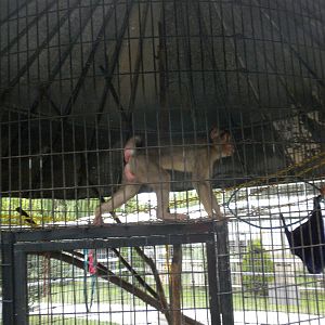 GW Exotic Animal Memorial Park - Macaque