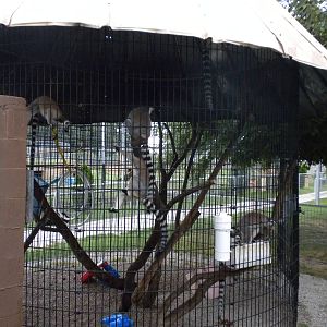 GW Exotic Animal Memorial Park - Ring-Tailed Lemur