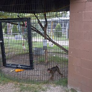 GW Exotic Animal Memorial Park - Macaque