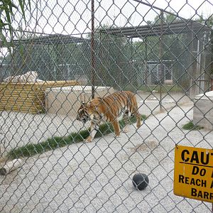 GW Exotic Animal Memorial Park - "Siberian" Tiger