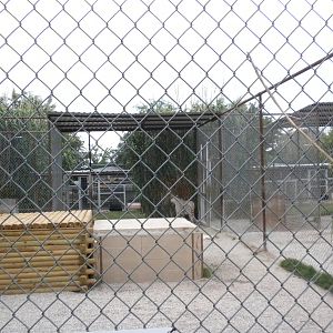 GW Exotic Animal Memorial Park - White Tiger