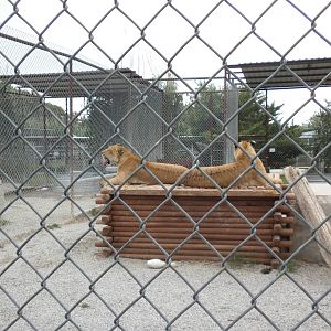 GW Exotic Animal Memorial Park - Liger
