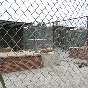 GW Exotic Animal Memorial Park - 5 Ligers in 1 photo