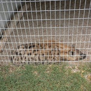 GW Exotic Animal Memorial Park - Spotted Hyena