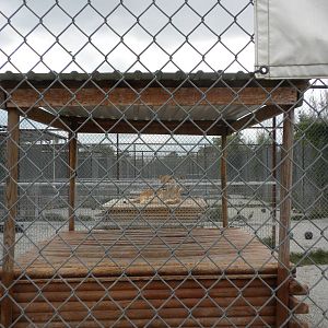 GW Exotic Animal Memorial Park - Ligers