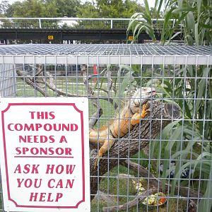 GW Exotic Animal Memorial Park - Green Iguana