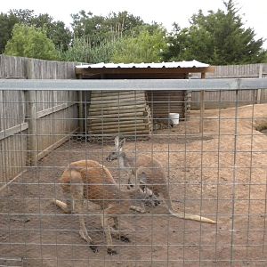 GW Exotic Animal Memorial Park - Kangaroos