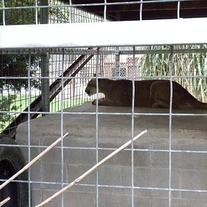 GW Exotic Animal Memorial Park - Puma