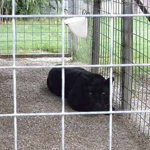 GW Exotic Animal Memorial Park - Black Jaguar